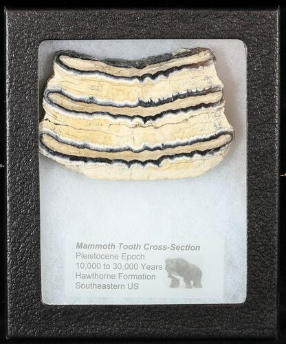 Mammoth Molar Slice With Case - South Carolina #58310